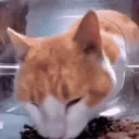 Cat hm