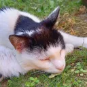 Katze schläft