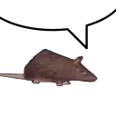 rat