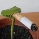 Venus Flytrap Smoke