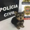 policia civil dog