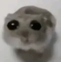sad hamster