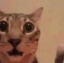 cat stare in shock