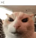 catangry