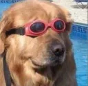 goggle dog