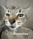 ex: cat smooch 