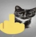 Fuck-you-cat