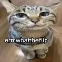 ermwhattheflip