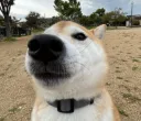 shibe
