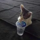 cat sippy