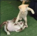 kungfucat
