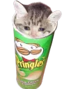 sad cat