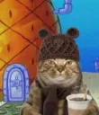 Spongecat