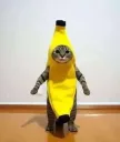 Brandythebananacat