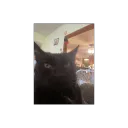 Cool Cat