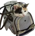 CatBag