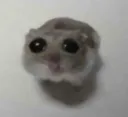 innocent hamster