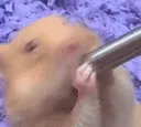 hamster
