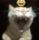 Laughing cat