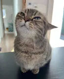 this cat this cat