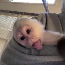 monkey_dancing (.gg/s2n)