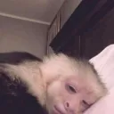 monkey_sleep (.gg/s2n)