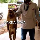 pakda gaya