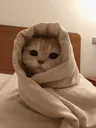 comfy bee
