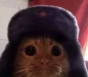 soviet cat