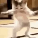 cat dance