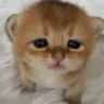 gato sad