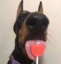 sillydoberman