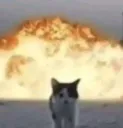 Cat Explosion