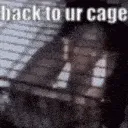 back to ur cage /gyals