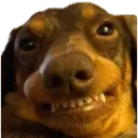 dog smile
