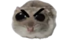 hamster angry