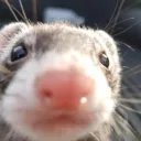 Ferret Stare .gg/vertasion
