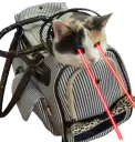CatLazer