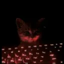 Cat looking at keyboard 