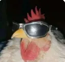 chicken