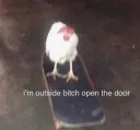 chicken