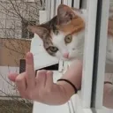 Fuck You Cat