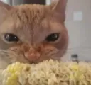corn cat