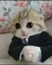 business_cat