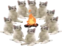catfire