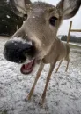 ohdeer