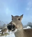 deer2