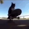 Cat Be Skatin'