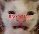 bro what