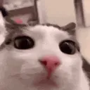 cat blink